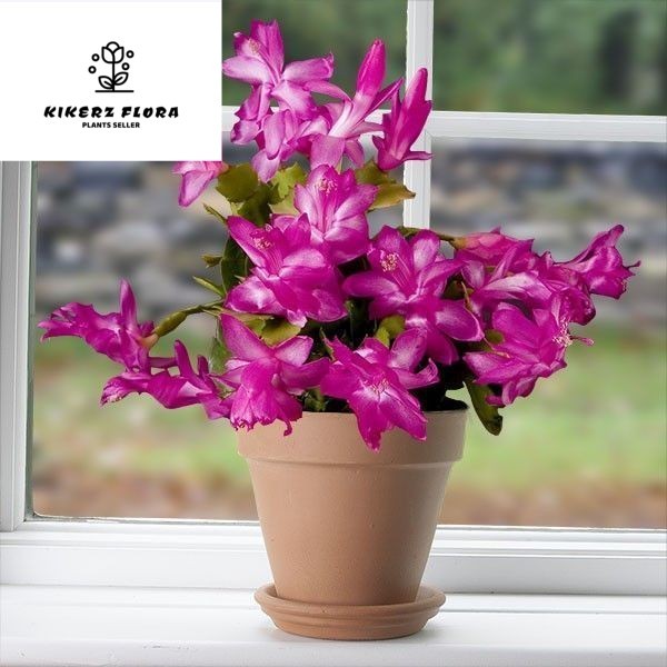 Bunga Hidup Tanaman Hias Murah Wijaya Kusuma Bunga Ungu Warna Terbaru Bunga Hiasan Gantung Rumah