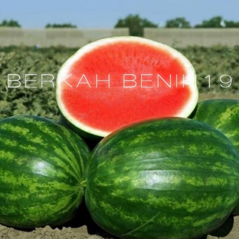 SUPERAN 20 BENIH SEMANGKA MERAH NON BIJI JUMBO F1 PREMIUM BIBIT UNGGULAN