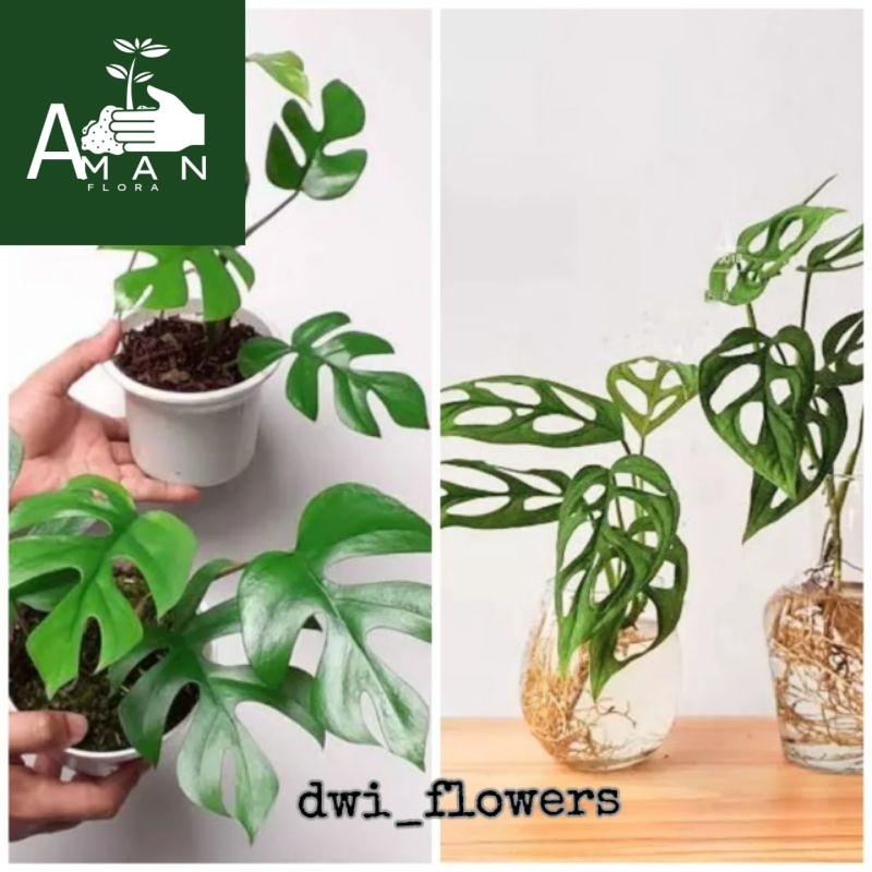 # ( BISA COD ) PAKET 2 Tanaman Hias Monstera Tetrasperma & Monstera Janda Bolong Jandbol / Bunga Hia
