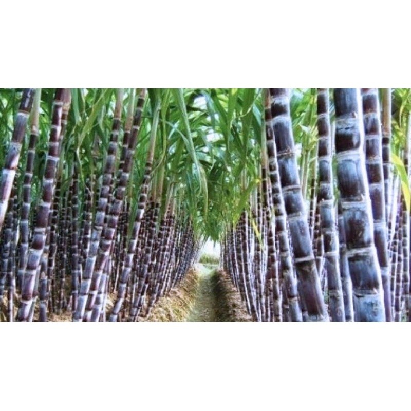 

10kg TEBU HITAM / IRENG SEGAR