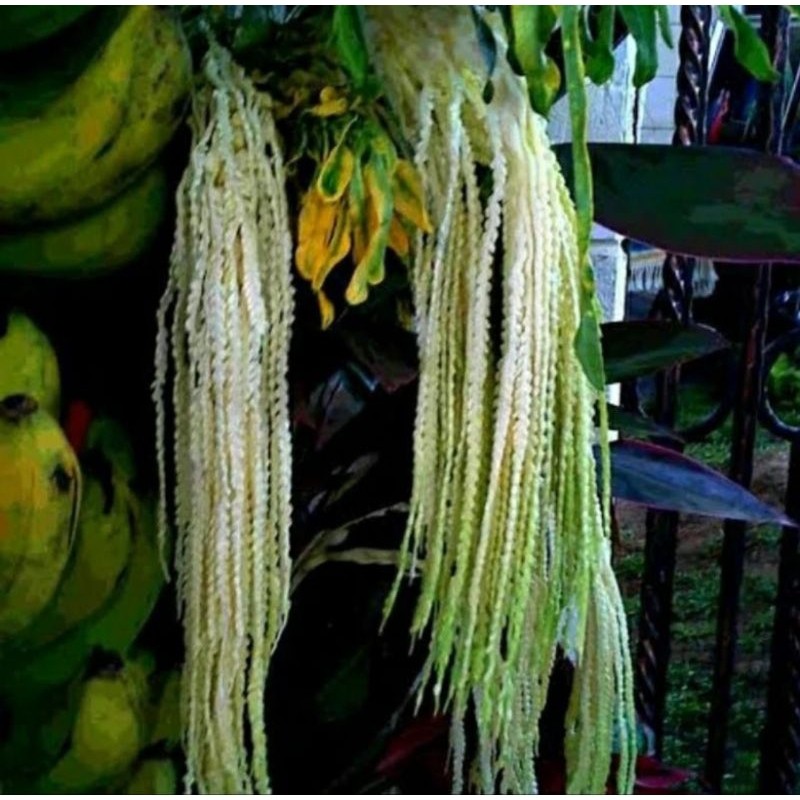 

bunga kelapa segar fresh