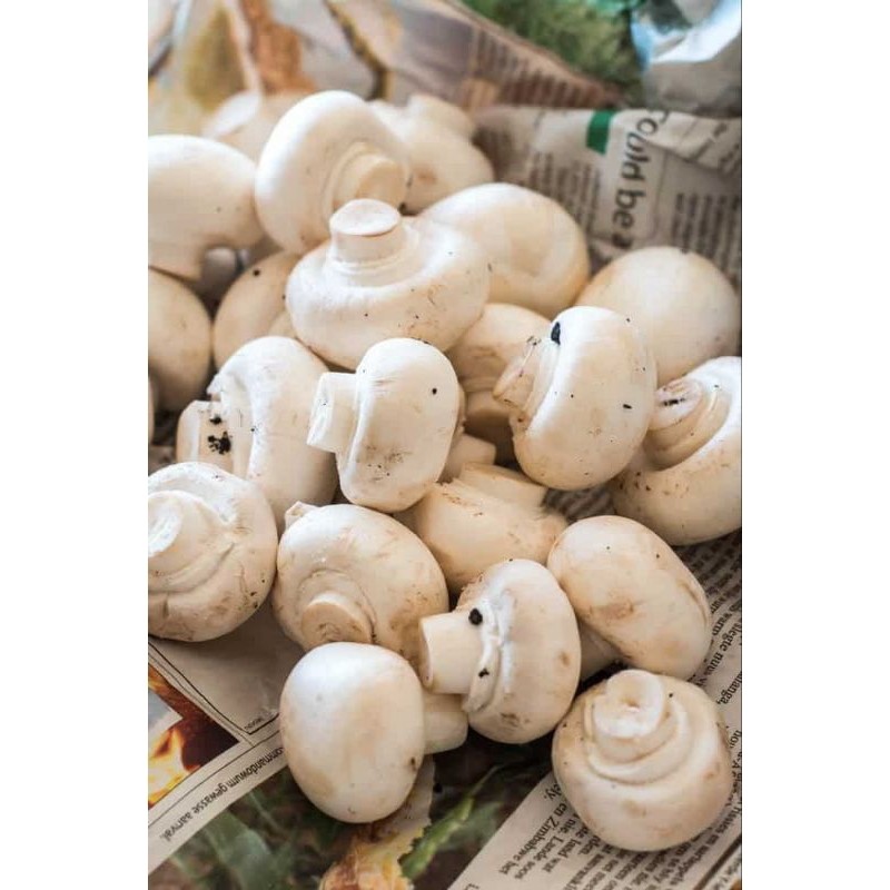 

Jamur Kancing champignon