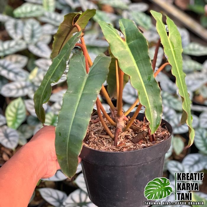 Tanaman philodendron billietiae x atabapoense - Philodendron kabel busi