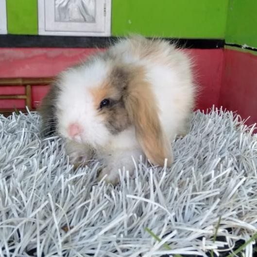 Kelinci Fuzzy Lop Hias Cantik