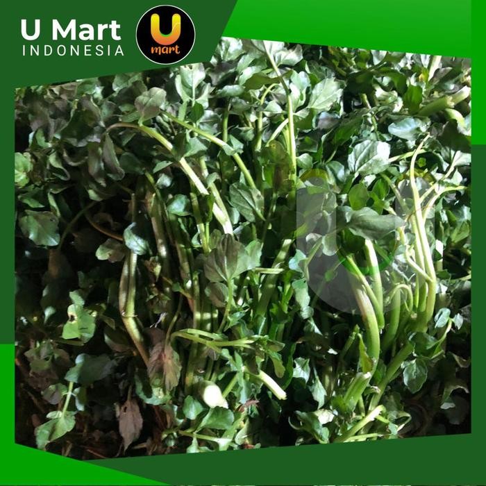 

U Mart - Daun Selada Air Segar 1 ikat