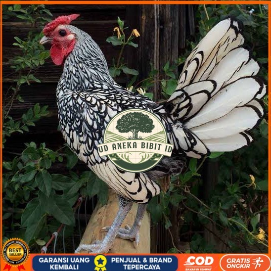 

Telur ayam serama / kate batik italy kanada fertil asli ori siap tetas UD ANEKA BIBIT ID