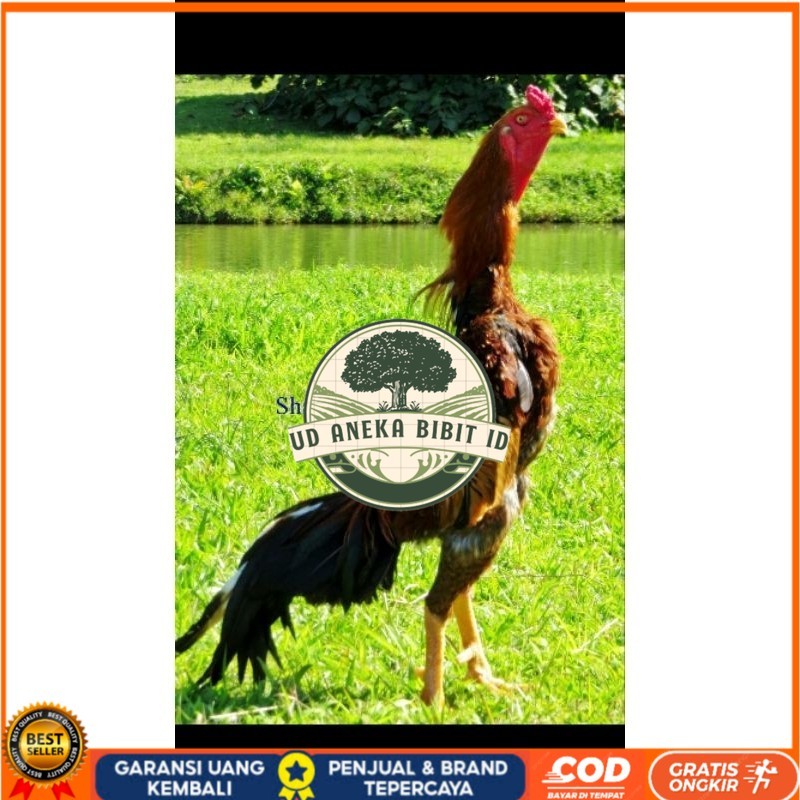 

TELUR AYAM SHAMO UNTUK DI TETASKAN UD ANEKA BIBIT ID