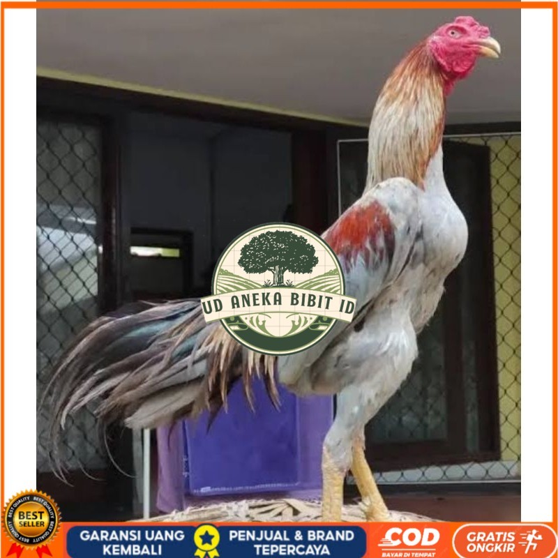 

Telur Ayam Bangkok Pakhoy kwalitas super telor Burung Hias untuk di tetaskan UD ANEKA BIBIT ID