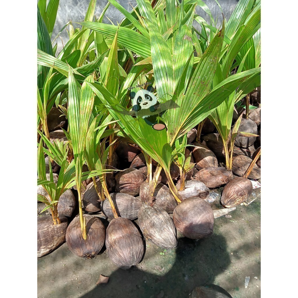 New Promo Bibit Kelapa Gading Kuning Super Genjah Pucuk_Ibun_96