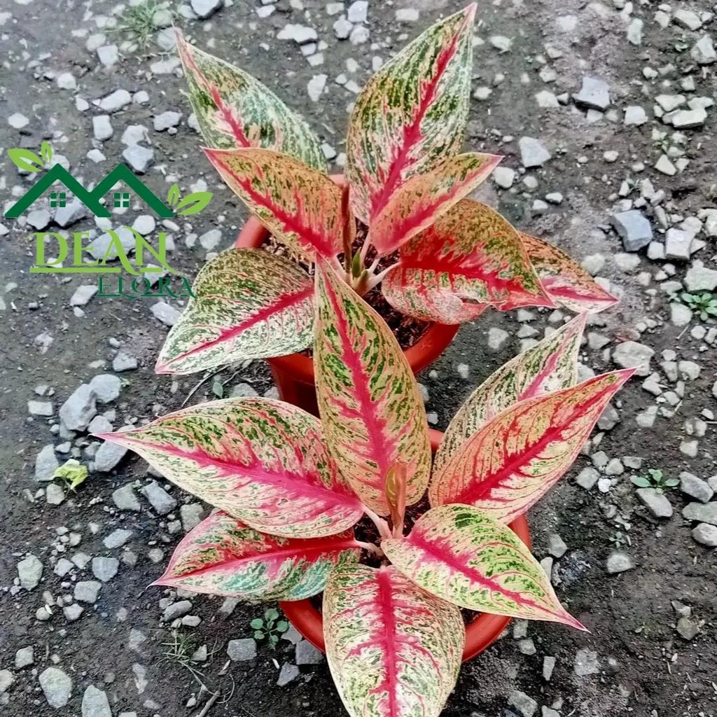 Tanaman Hias Aglonema Red Legacy - Red Legacy - Pohon Aglonema