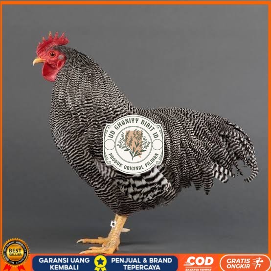 

Telur ayam barred plymouth rock / telur ayam hias fertil siap tetas UD GHANIYY BIBIT ID