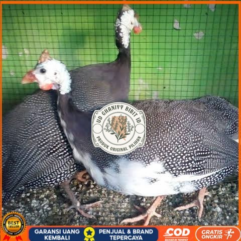 

Telur ayam mutiara hias siap ditetaskan - ayam mutiara UD GHANIYY BIBIT ID