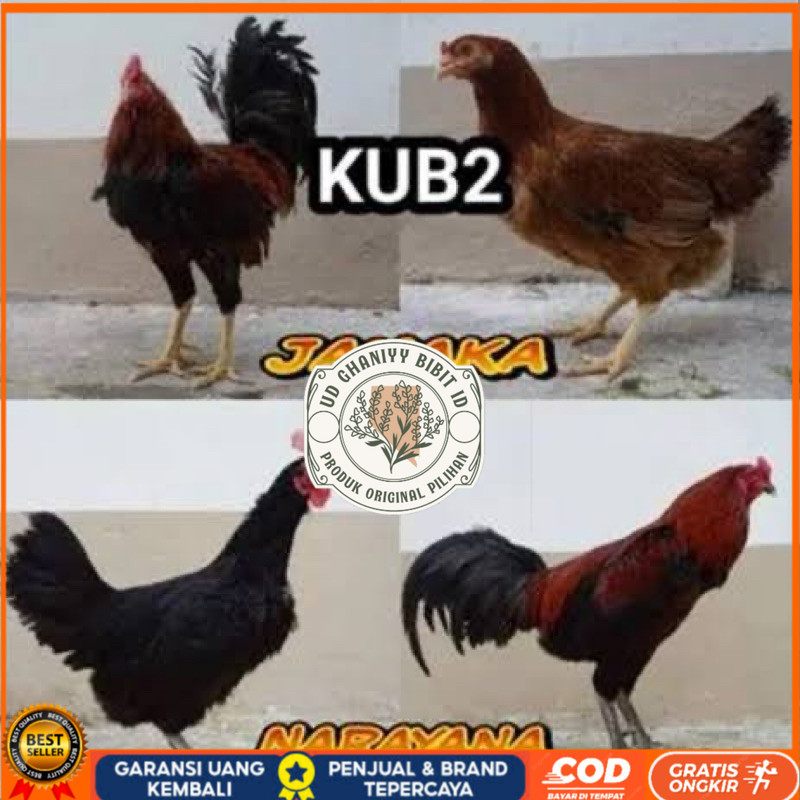 

TELUR FERTIL AYAM KUB 2JANAKA/NARAYANA INDUKAN TERSELEKSI UNTUK DI TETASKAN UD GHANIYY BIBIT ID