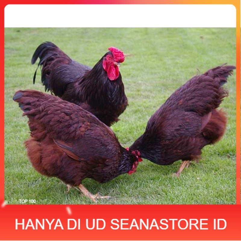 

TELUR AYAM RIR / RHODE ISLAND RED PURE LINE UNTUK DI TETASKAN UD SEANASTORE ID