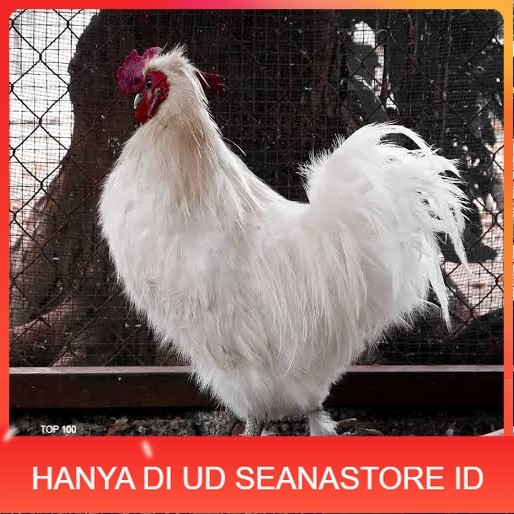 

Telur ayam kapas / telur ayam hias / telur fertil siap kirim UD SEANASTORE ID
