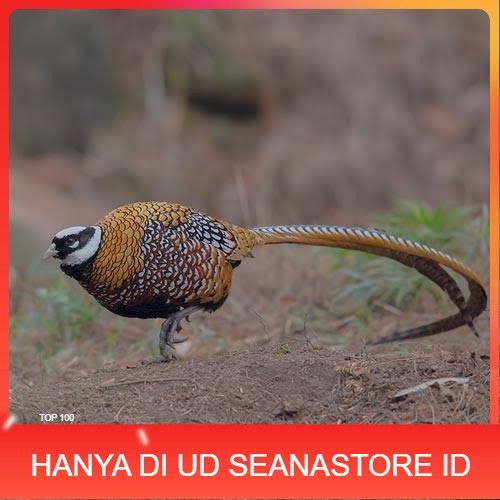 

Telur ayam hias ringneck reeves pheasant fertil asli UD SEANASTORE ID