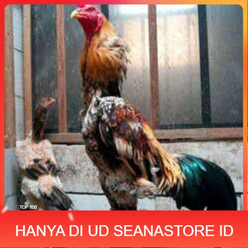 

TELUR TETAS AYAM SHAMO EROPA UNTUK DI TETASKAN UD SEANASTORE ID
