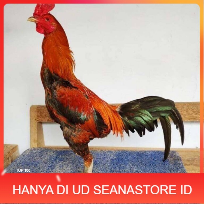 Telur ayam bangkok pama mangon petarung fertil asli UD SEANASTORE ID