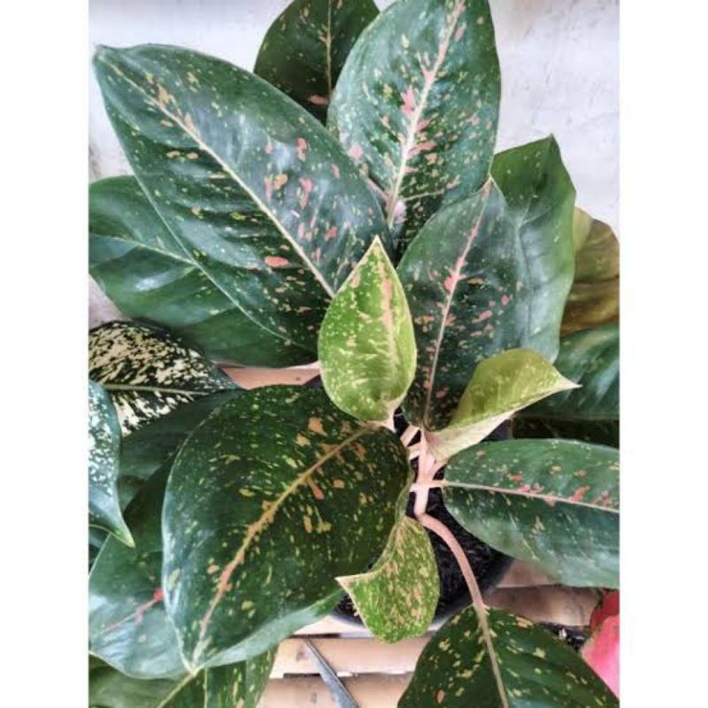 tanaman Hias Aglonema BIGROY hijau - bigroy mutasi