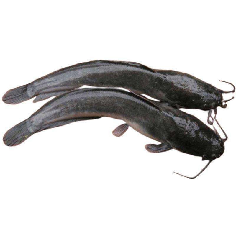 

Ikan Lele Segar 1kg – Pilihan segar dari kolam.