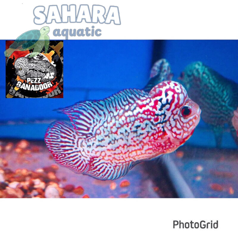 Hiasan aquascape Ikan LOUHAN KAMFA F3/BURAYAK KAMFA berkualitas