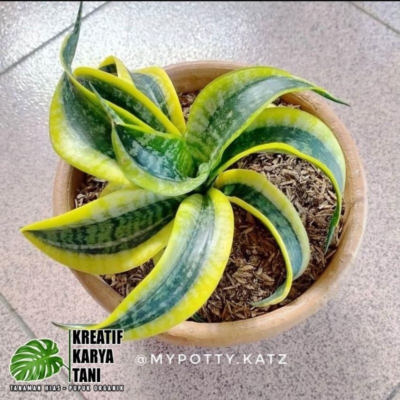 Tanaman hias sansivera twister - Sansivera twister