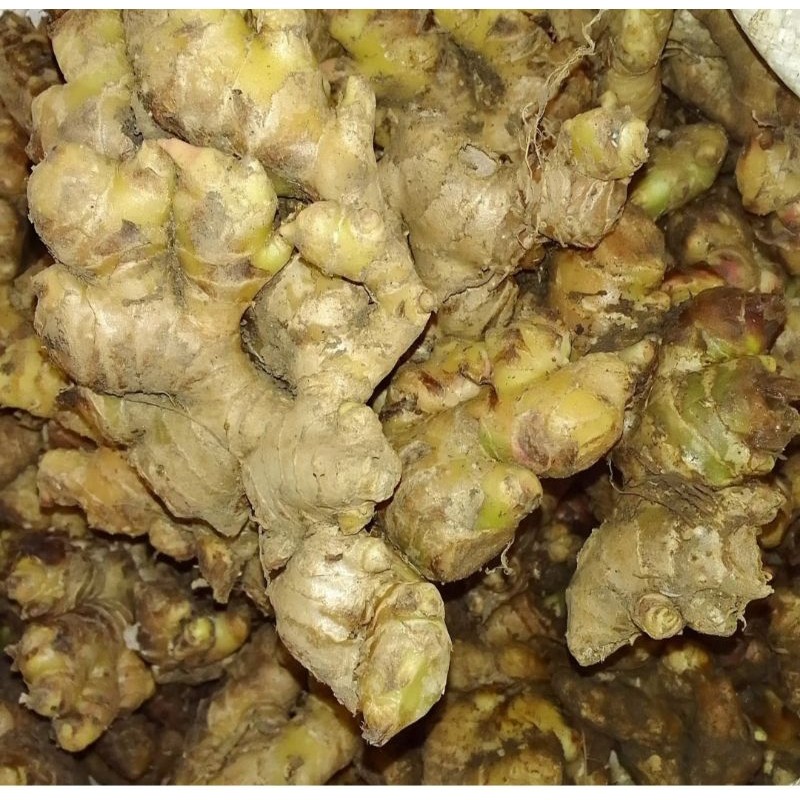 

JAHE GAJAH (press) 750grm