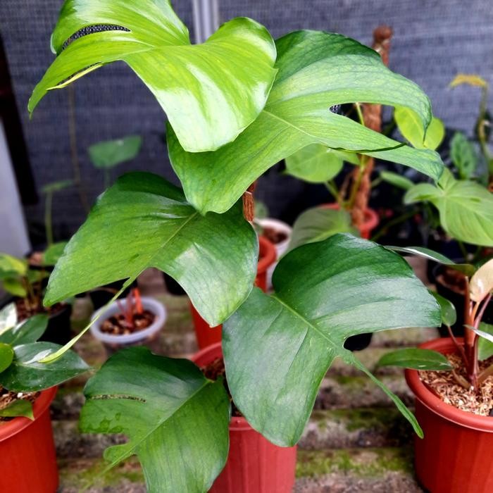 epipremnum skeleton key tanaman