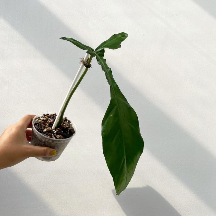 Philodendron joepii / Philodendron joepii