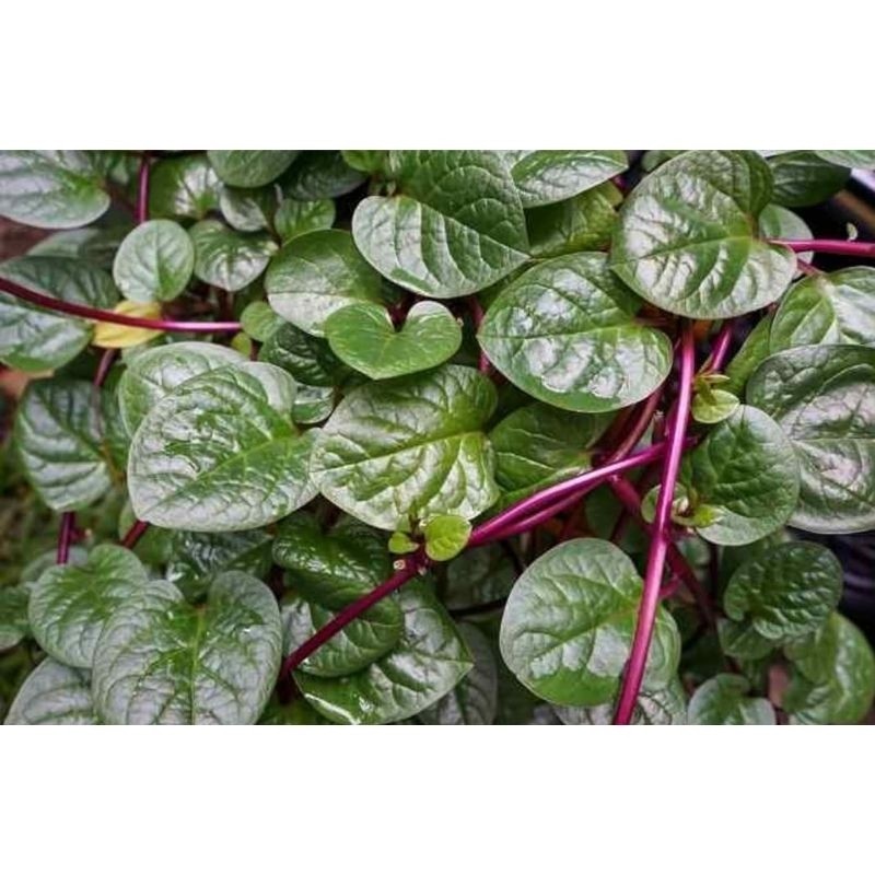 

Murah Daun Binahong Merah Segar (Anredera cordifolia) - Herbal Segar Kaya Manfaat