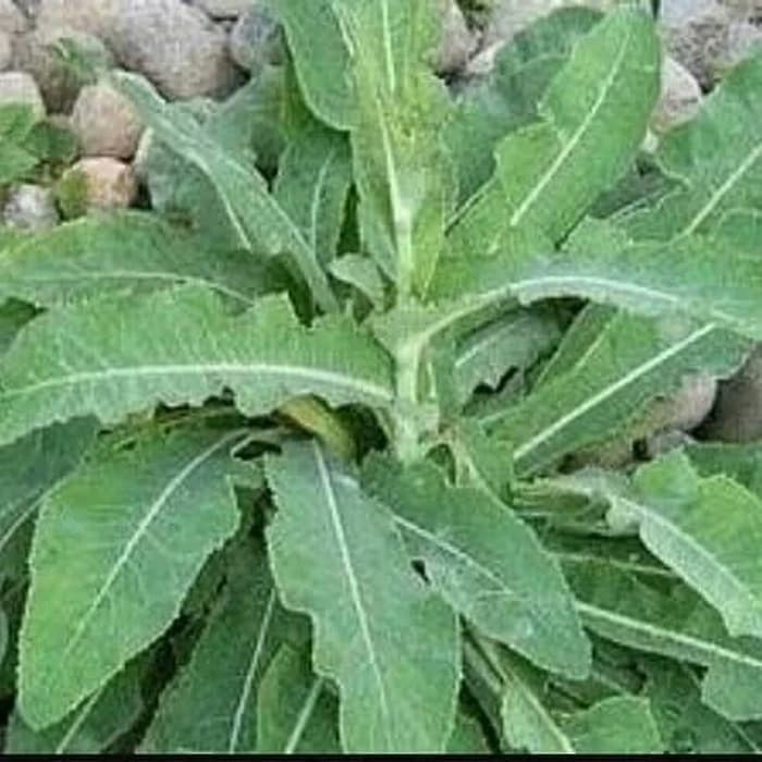 

Daun tempuyung segar 1kg - fresh (B_S)