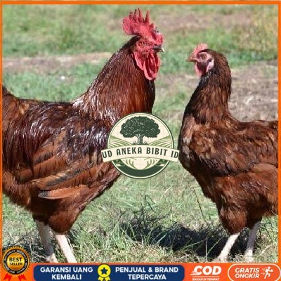 

Telur ayam rodhe island / telur ayam hias / telur fertil siap cod UD ANEKA BIBIT ID
