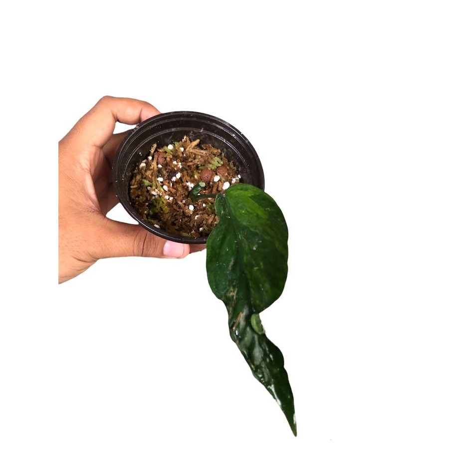 Epipremnum sp Bali / Hanoman (mutasi) - A