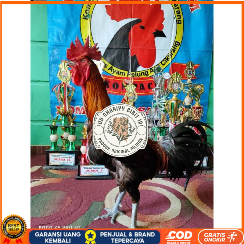 

TELUR FERTIL AYAM PELUNG TRAH JUARA UNTUK DI TETASKAN UD GHANIYY BIBIT ID