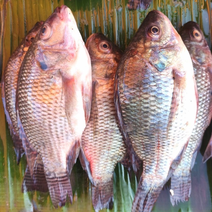 

ikan mujair nila pasar online pasar online makassar