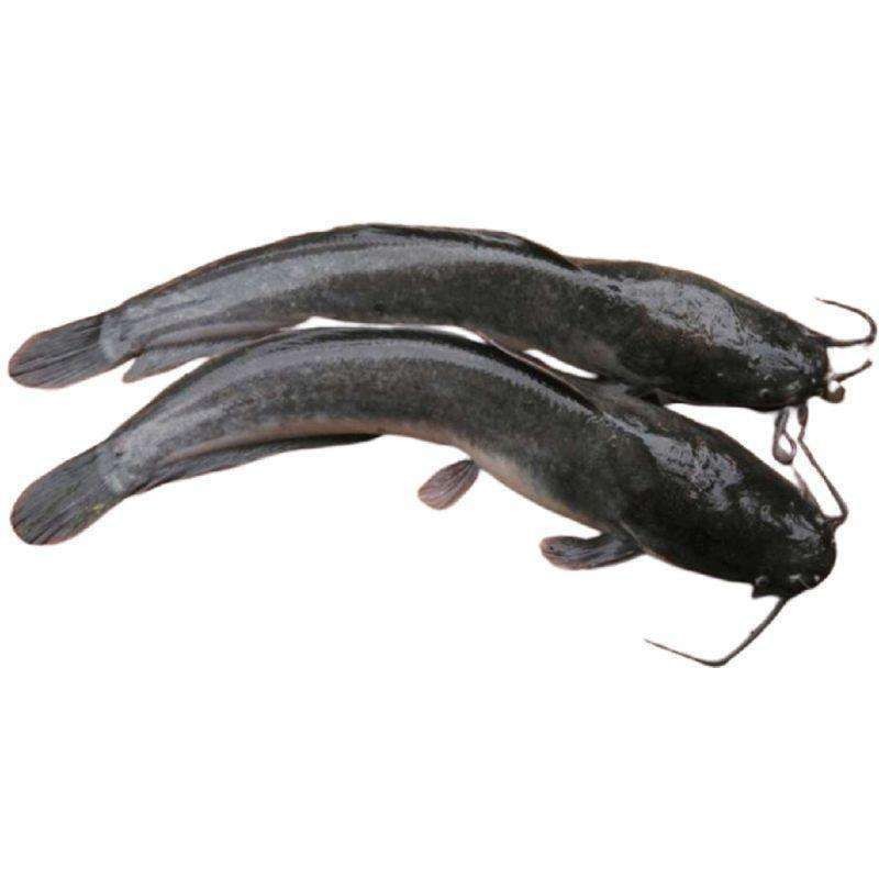 

Ikan Lele Segar 1kg