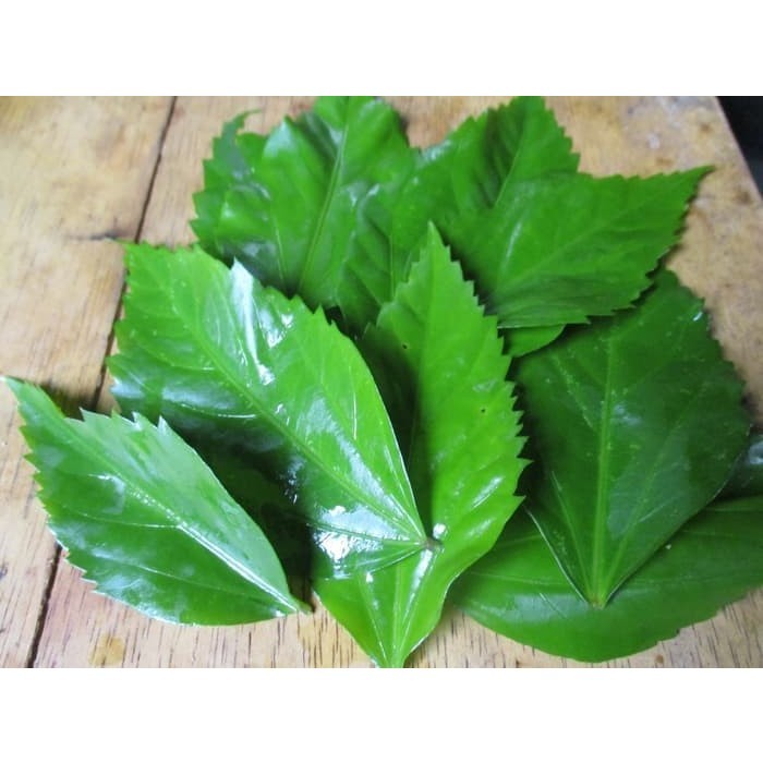 

Extra Herbal Daun Kembang Bunga Sepatu Segar