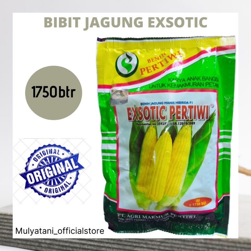 GT65R Benih Bibit Jagung Manis Exsotic Pertiwi 1750 Butir Biji Original Bibit Jagung Hibrida Bibit E