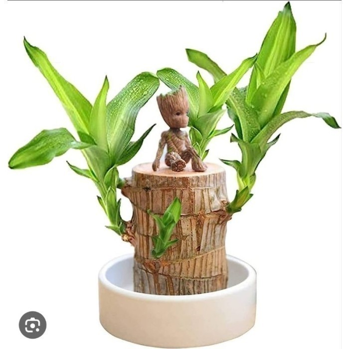 

Diskon Hanjuang Bonsai Hijau (dracaena pragrance brazilian wood) Tanaman Hias Indor - 30 cm