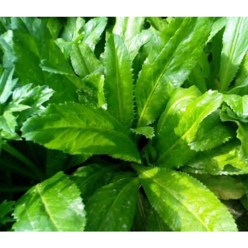 

Jual daun walang sangit,culantro,atau ketumbar panjang segar 500gram