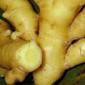 Temu Mangga / Kunir Putih / Curcuma Mangga
