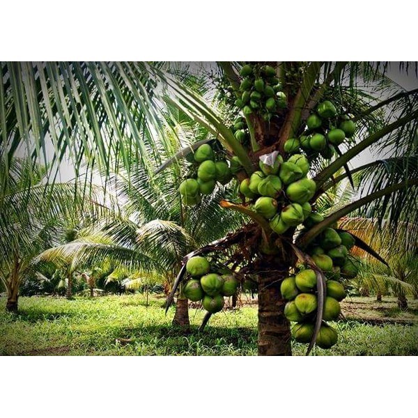 Bibit Kelapa Kopyor Asli 100% Pati