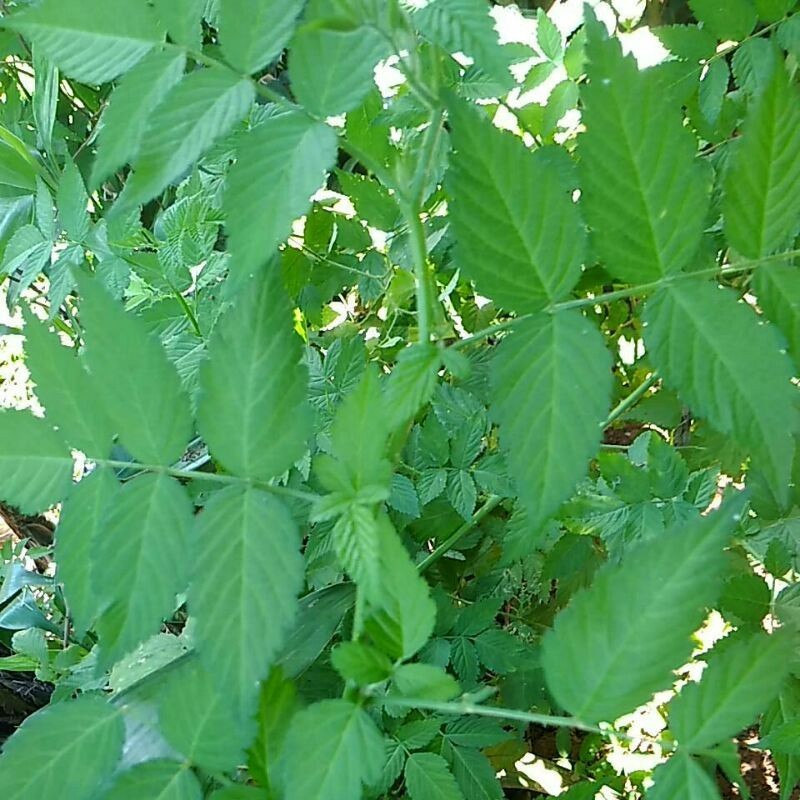 Bibit arbei, rasbery hutan,arben hutan