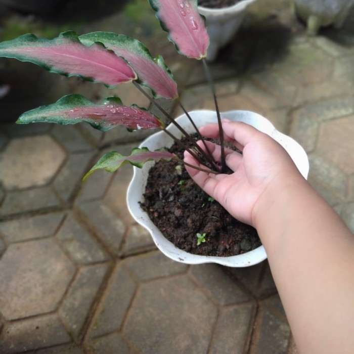 Tanaman hias keladi keris /keladi wayang cantik Batak