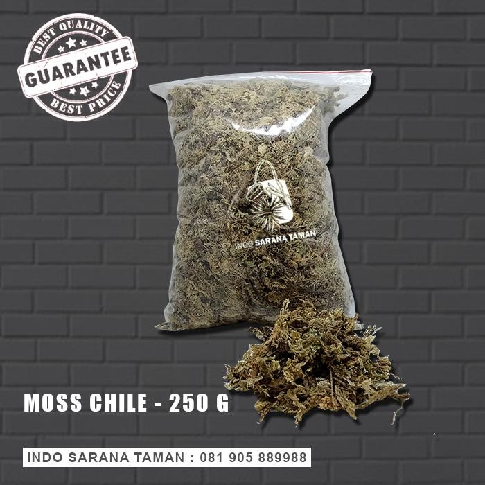 Media Tanam Moss Sphagnum Moss Media Tanam