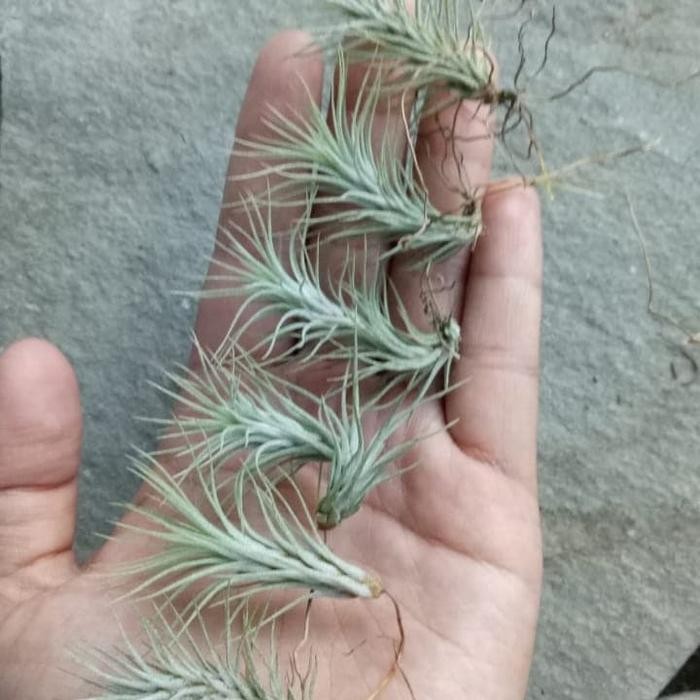 tillandsia funckiana