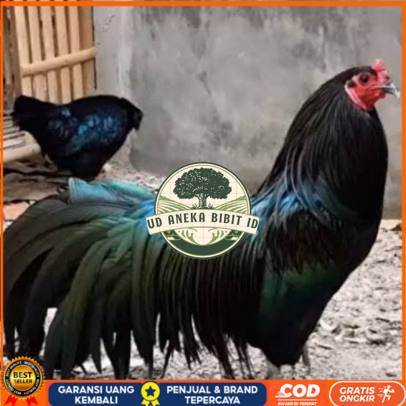 

TELUR FERTIL AYAM BLACK SUMATRA UNTUK DI TETASKAN UD ANEKA BIBIT ID