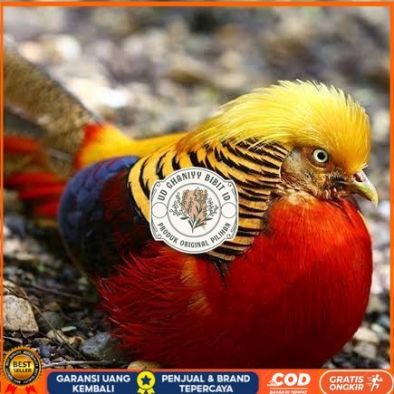 

telur ayam golden pheasant hias siap ditetaskan - golden pheasant UD GHANIYY BIBIT ID
