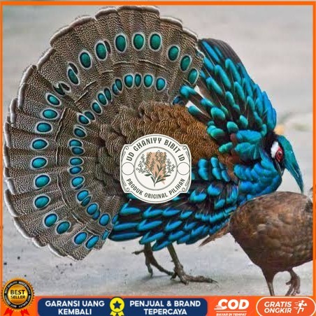 

Telur ayam hias ringneck palawan pheasant fertil bisa ditetaskan Langsung UD GHANIYY BIBIT ID