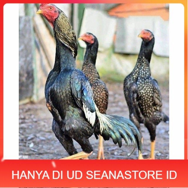 

Telur ayam shamo jepang bangkok aduan fertil siap ditetaskan - ayam-shamo UD SEANASTORE ID